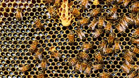 Méhekre veszélyes szer került ki a forgalomból
