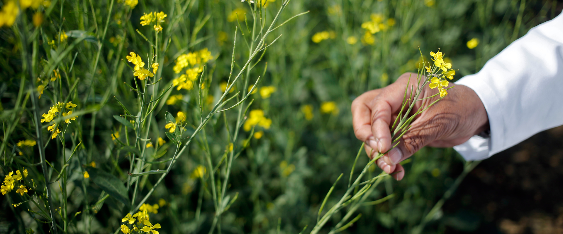 Agrofil-SZMI Kft.
