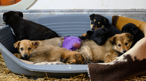 Megszavazta az Országgyűlés az állatvédelmi szabályok szigorítását