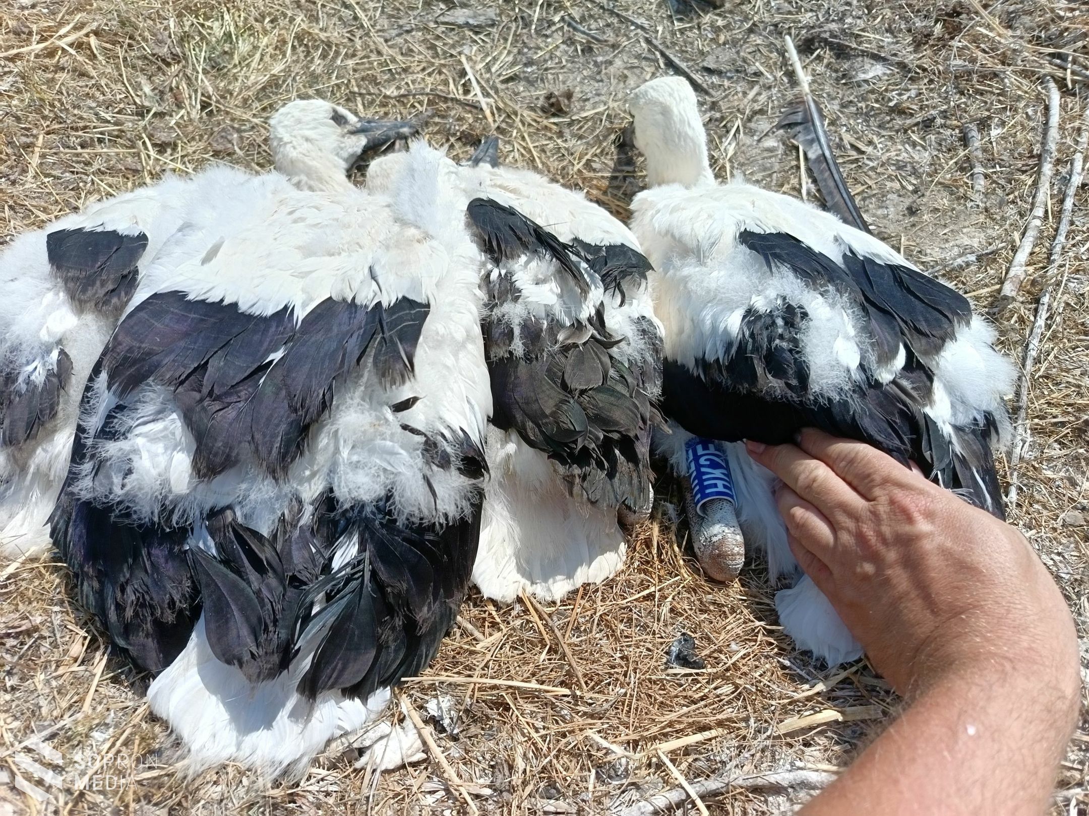 199 településen 297 fészeknél 915 gólyafióka gyűrűzésében segített az E.ON