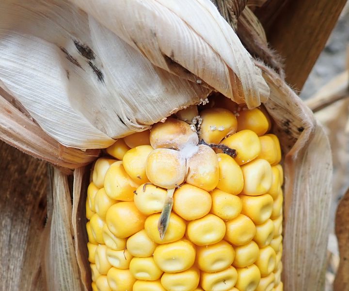 A kukorica csőpenészedése