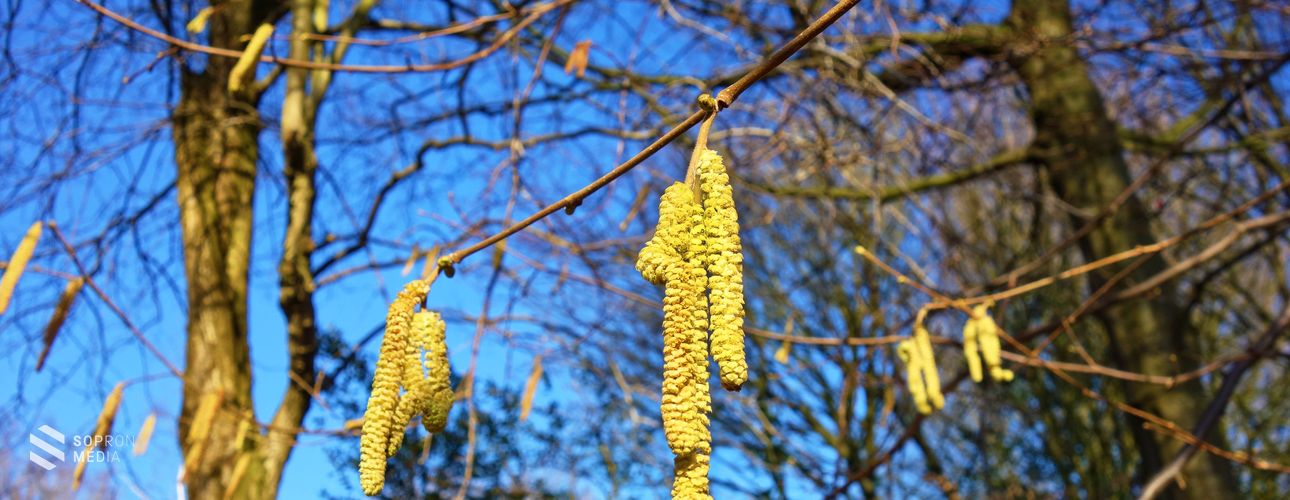 Támad az allergia – Így enyhítheti a szenvedését