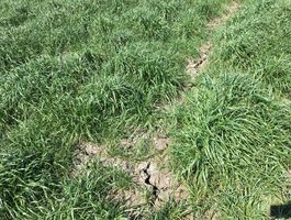 Becva festulolium - Agroprodukt Zrt.,  Ihászi 2020. április 24.