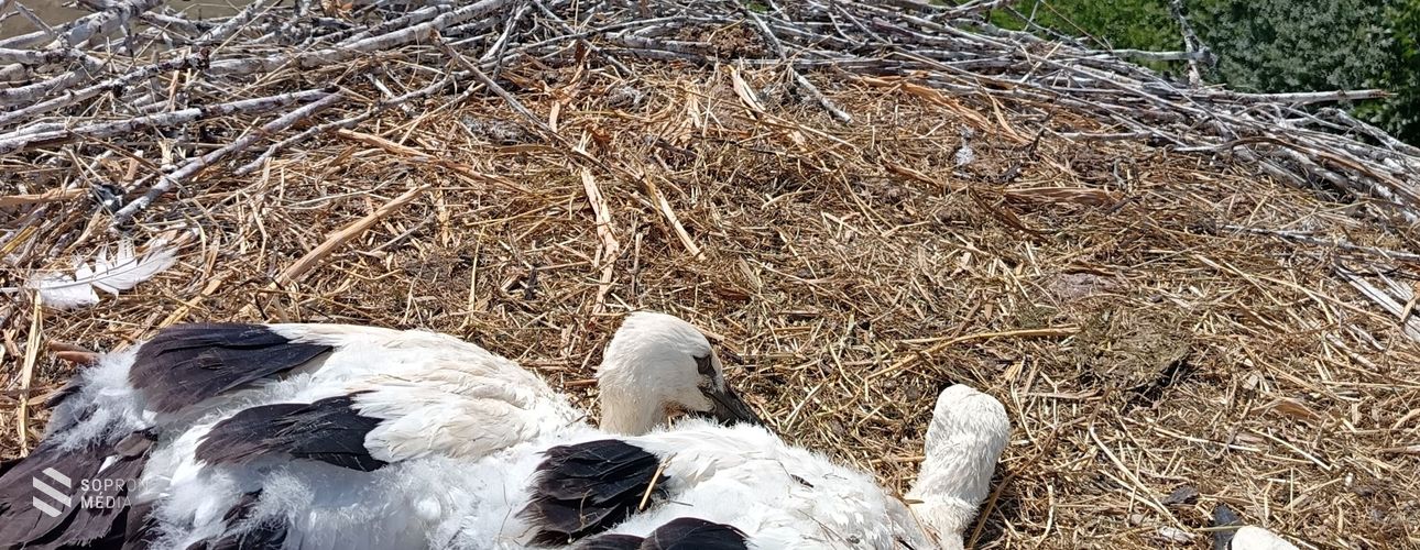 199 településen 297 fészeknél 915 gólyafióka gyűrűzésében segített az E.ON