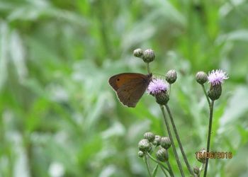 Tiszadorogmai Göbe-erdő