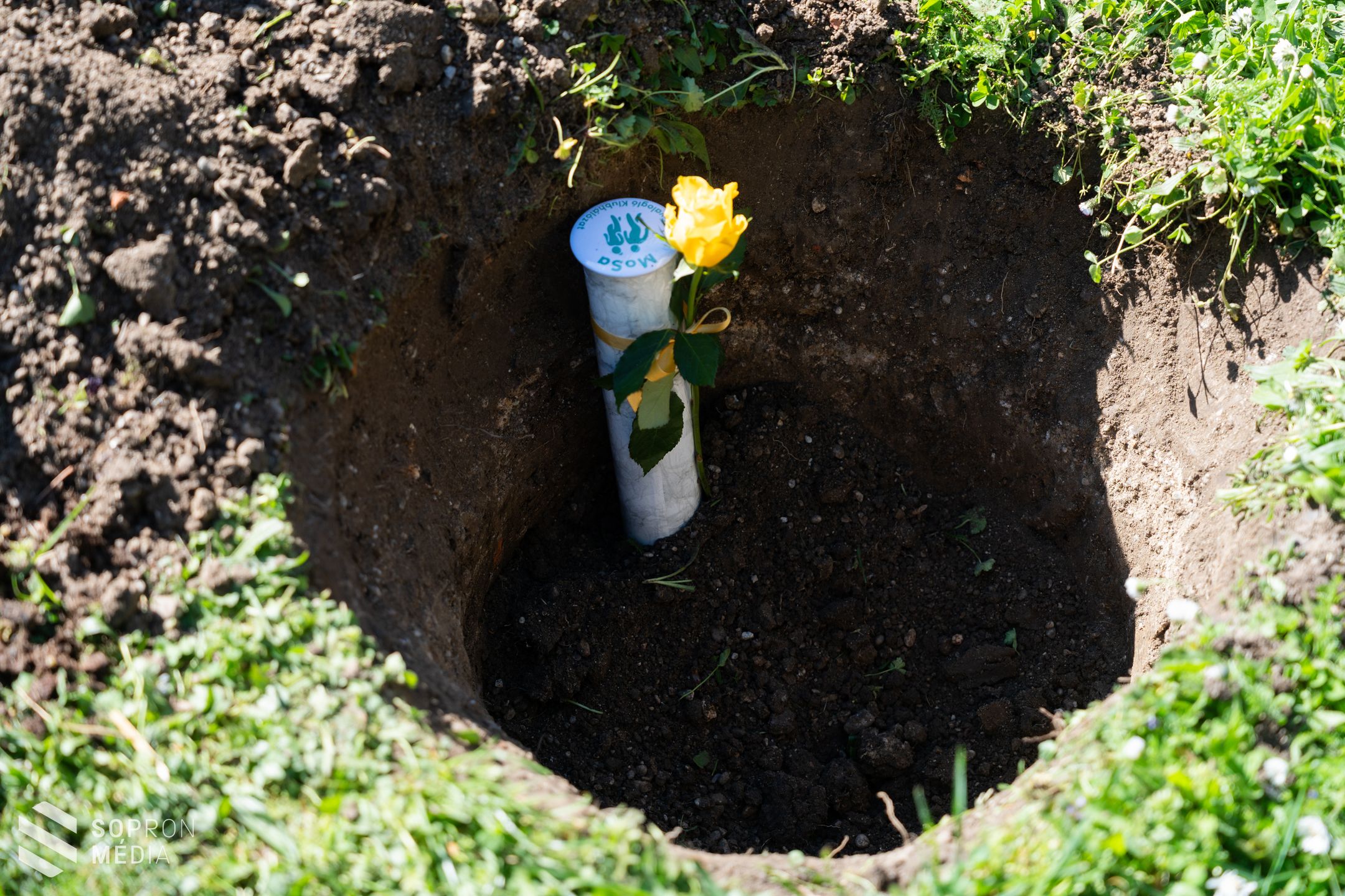 Emlékfát ültettek Monspart Sarolta tájfutó világbajnok tiszteletére