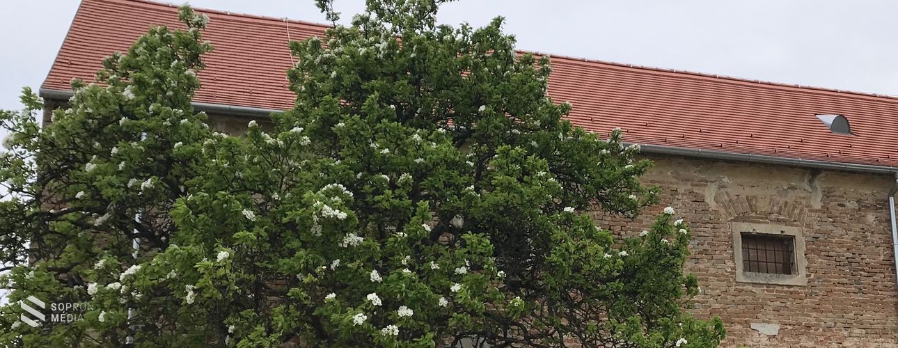 Dobogós lett az Év Fája versenyen a Széchényiek körtefája!