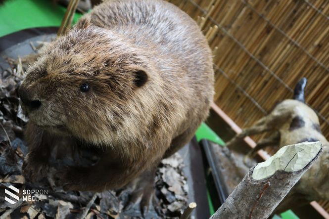 A hód a fák kidöntögetésével, és a vizek felduzzasztásával komoly károkat tud okozni