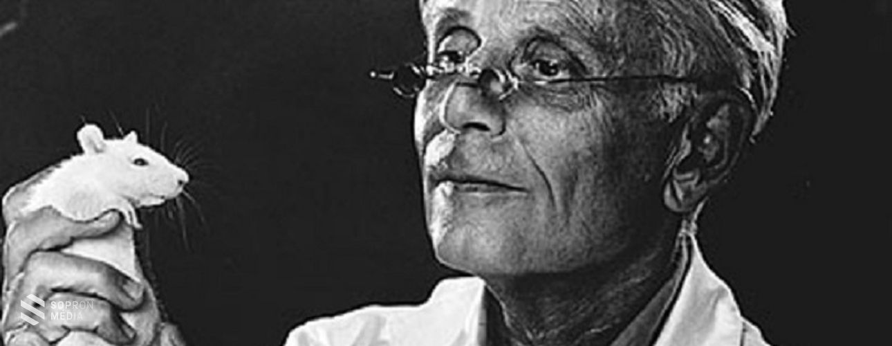 17-szer jelölték Nobel-díjra, végül mégse kapta meg – Selye János, a stresszelmélet atyja