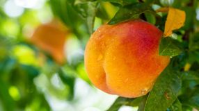 Az őszibarack valóságos csodagyümölcs