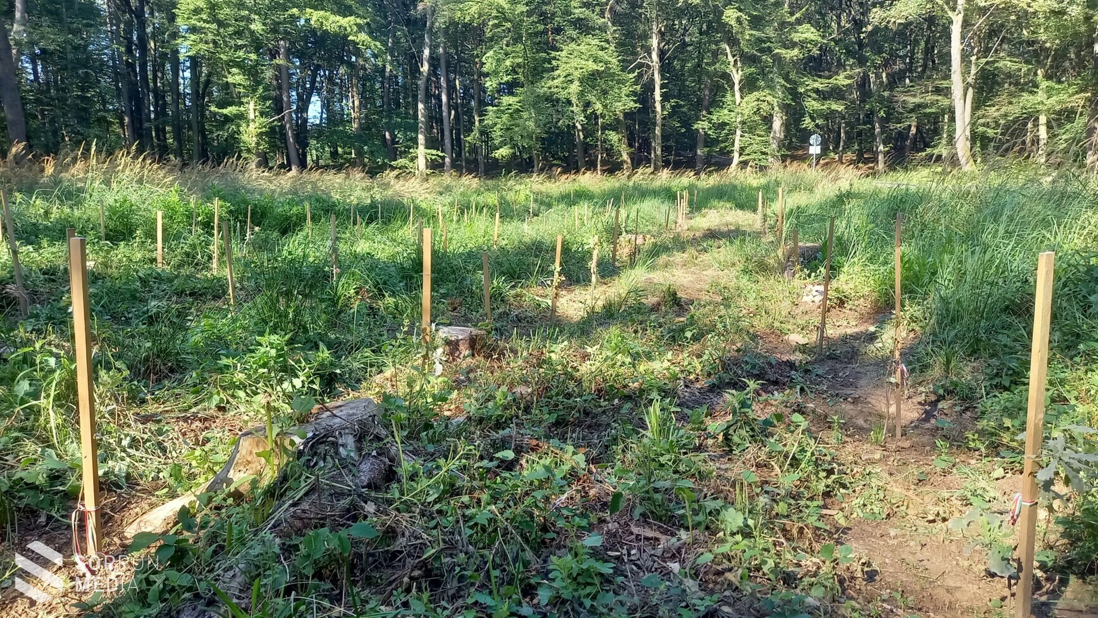 Sok csapadék, több ápolás