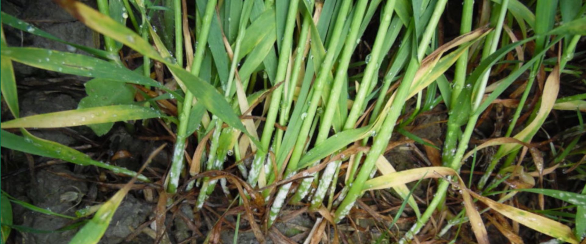 Agrofil-SZMI Kft.