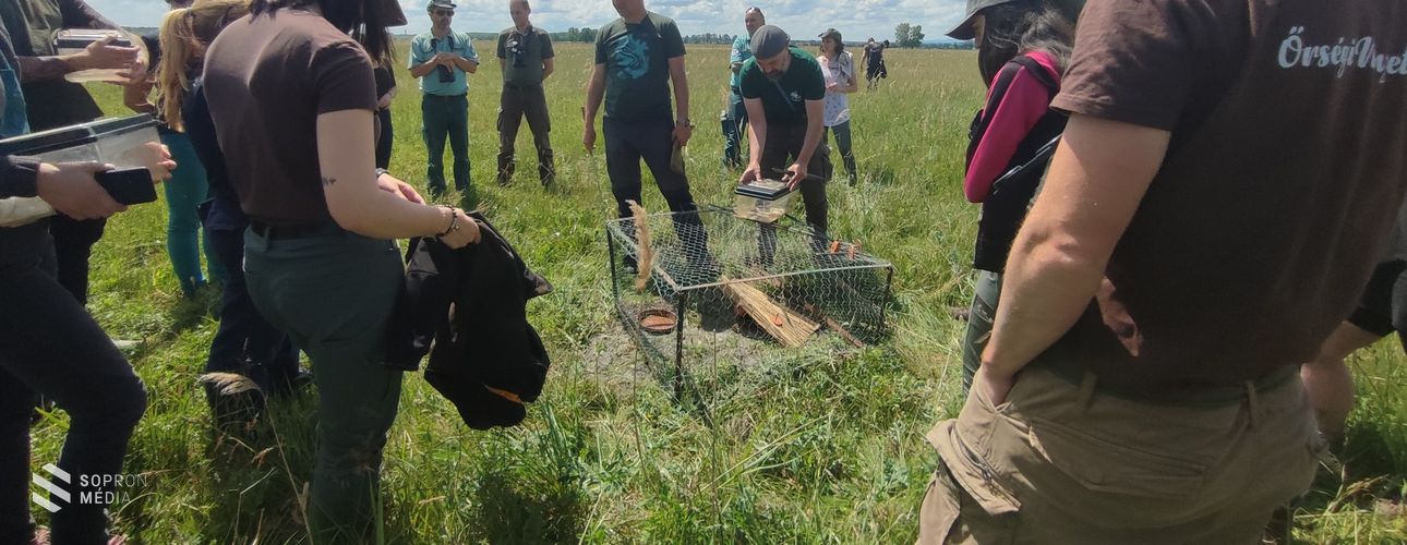 Rákosivipera-telepítés a Fertő-Hanság Nemzeti Parkban