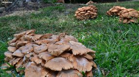 Erdőpusztulásokat okozó gombafajokat kutatnak Sopronban és Szegeden