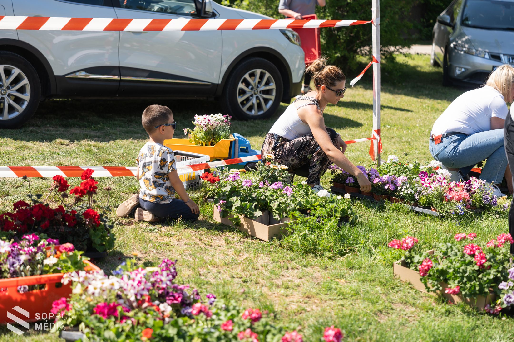 Virágba borul Tómalom - 11000 palánta került a helyiekhez