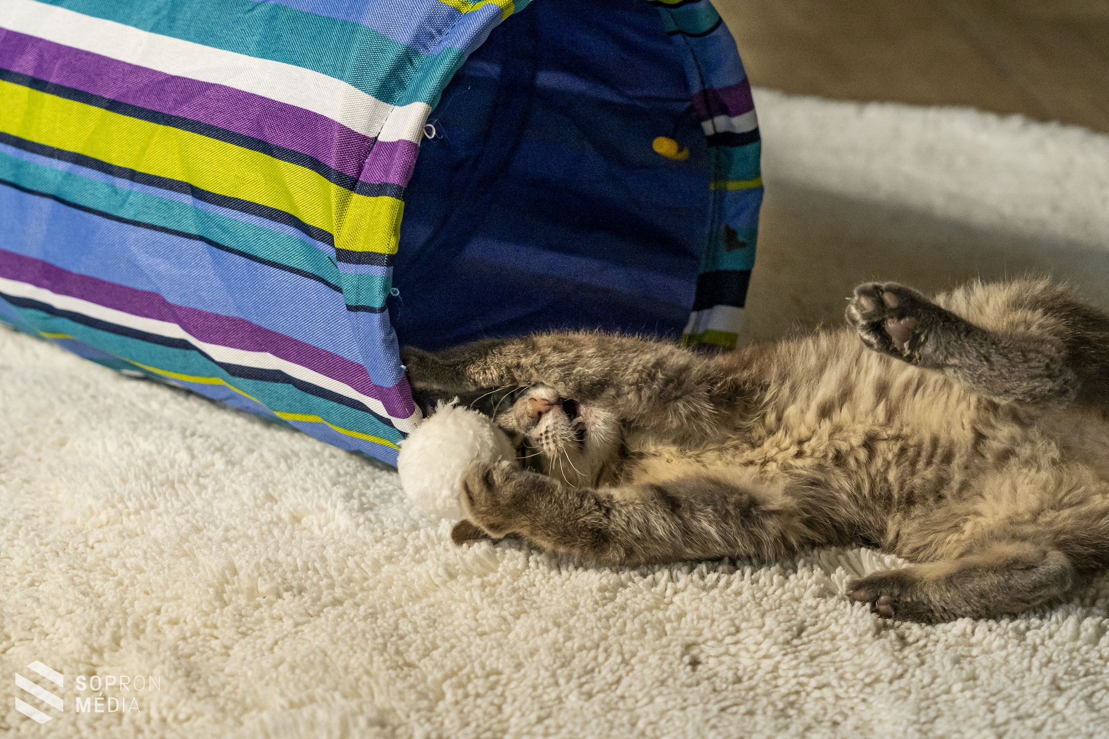 Cicákat mentenek – Nyílt napon mutatkozik be a MacskAngyal Cicamentő Alapítvány