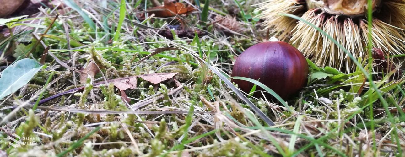 Kiváló minőségű az idei szelídgesztenye Sopronban!