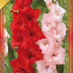 Kardvirág DUO Red-Pink 10 db/csomag termék képe