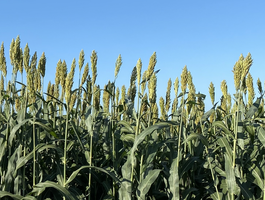 BMR (Brown Mid Rib) típusú silócirok