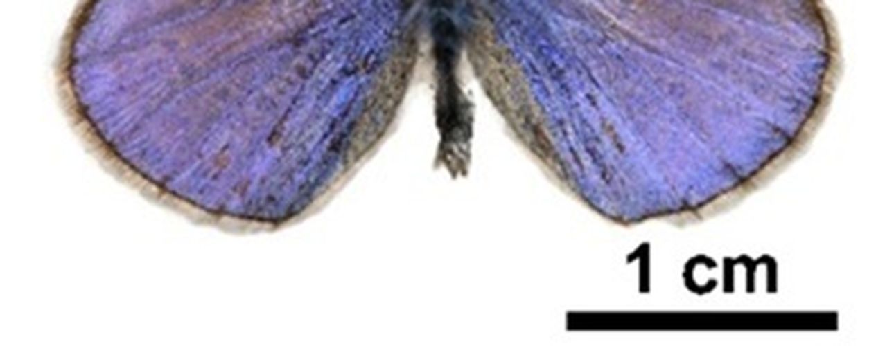 Lepkeszárnyakkal küzdenek a szennyező anyagok ellen a magyar kutatók