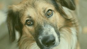 A Soproni Városüzemeltetési Kft. egyik kiemelt feladata az ebrendészeti szolgáltatás biztosítása Sopron városának területén
