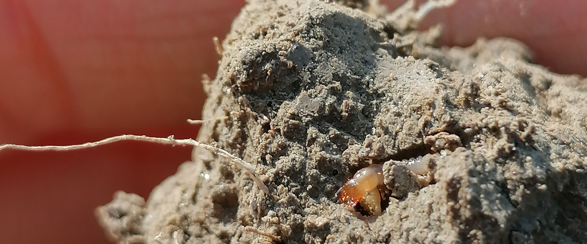 Agrofil-SZMI Kft.