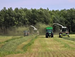 Festulolium betakarítás Pélpusztai Mg. Kft. 2020. június