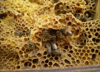 Veres Méhészet Mezőcsát