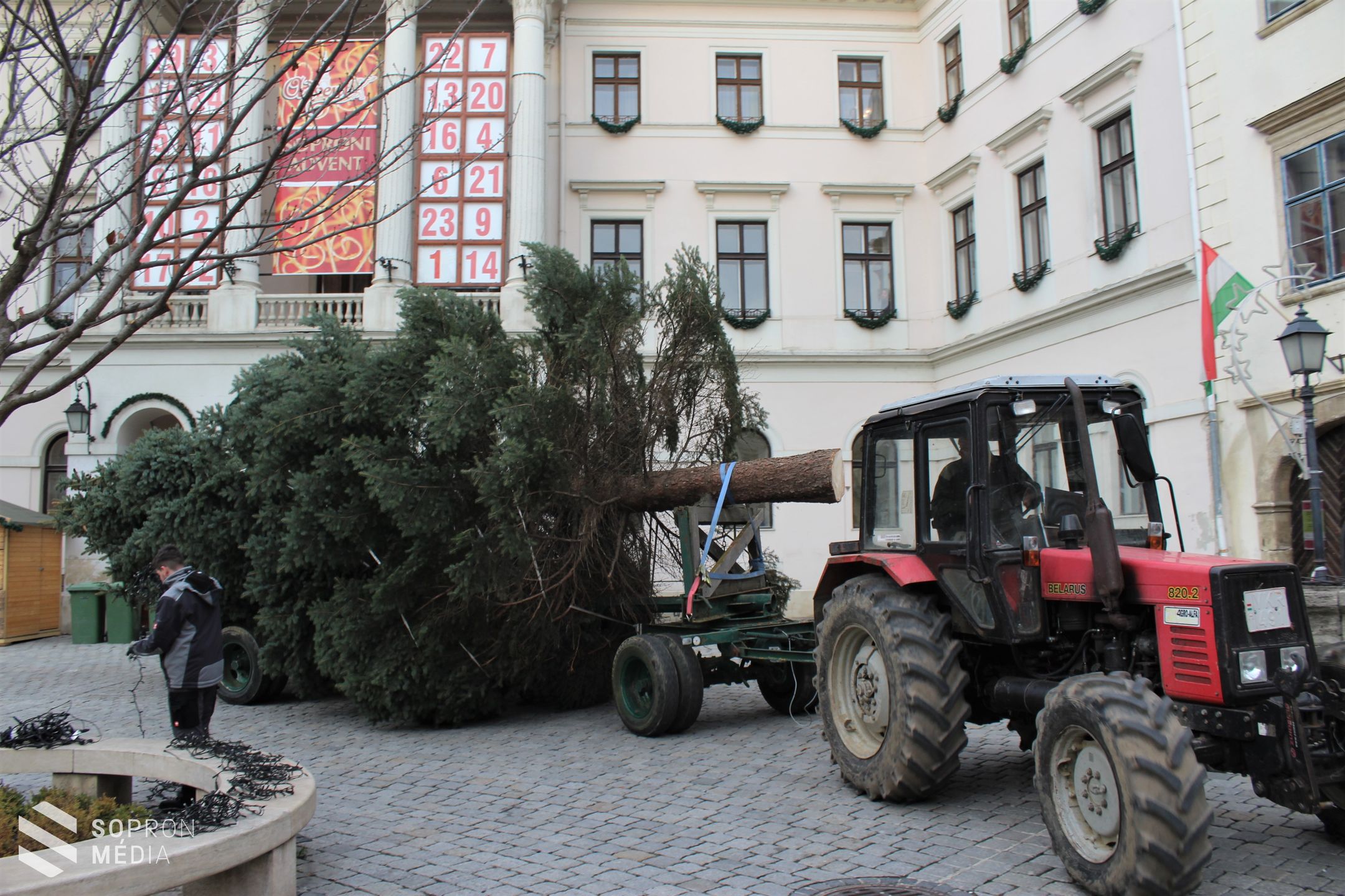 Megérkezett a város fenyőfája