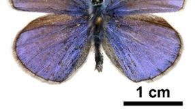 Lepkeszárnyakkal küzdenek a szennyező anyagok ellen a magyar kutatók