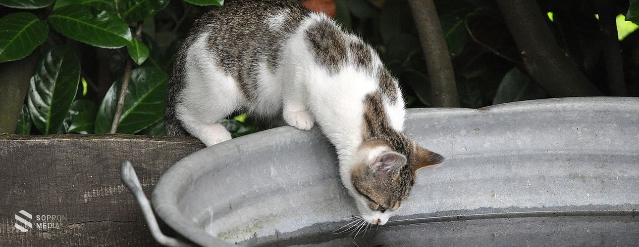 Ovádi Péter: Figyeljünk állatainkra a hőségben!