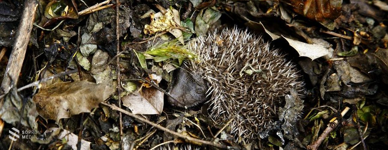 A lomb- és rőzserakások alatti sünök védelmére figyelmeztet az MME