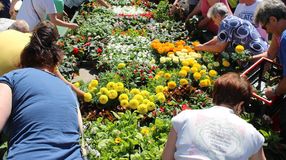 Virágosztás volt Sopronkőhidán, Jánostelepen és Tómalmon