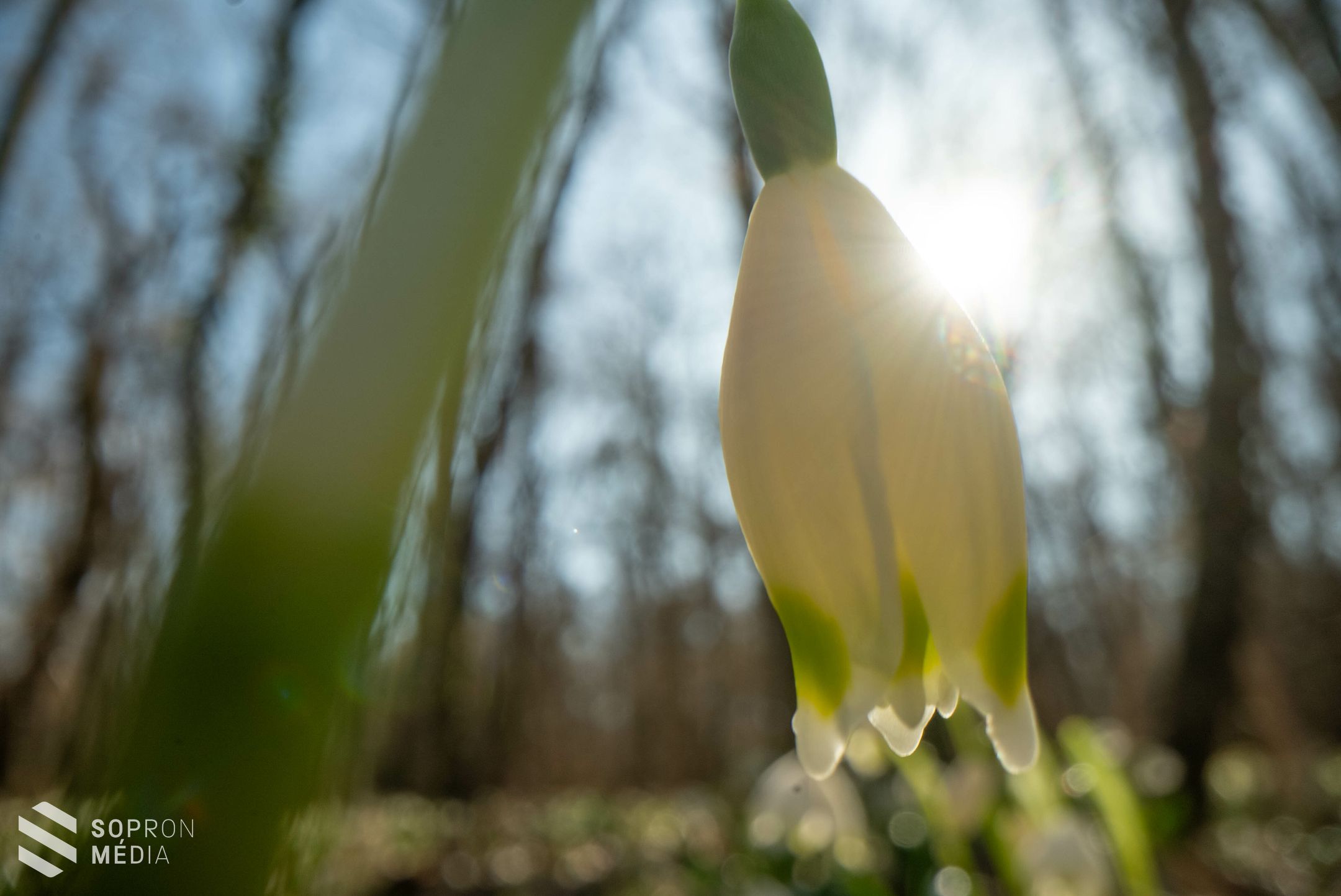 Hófehér szőnyegként borítják be a tőzikék Csáfordjánosfát