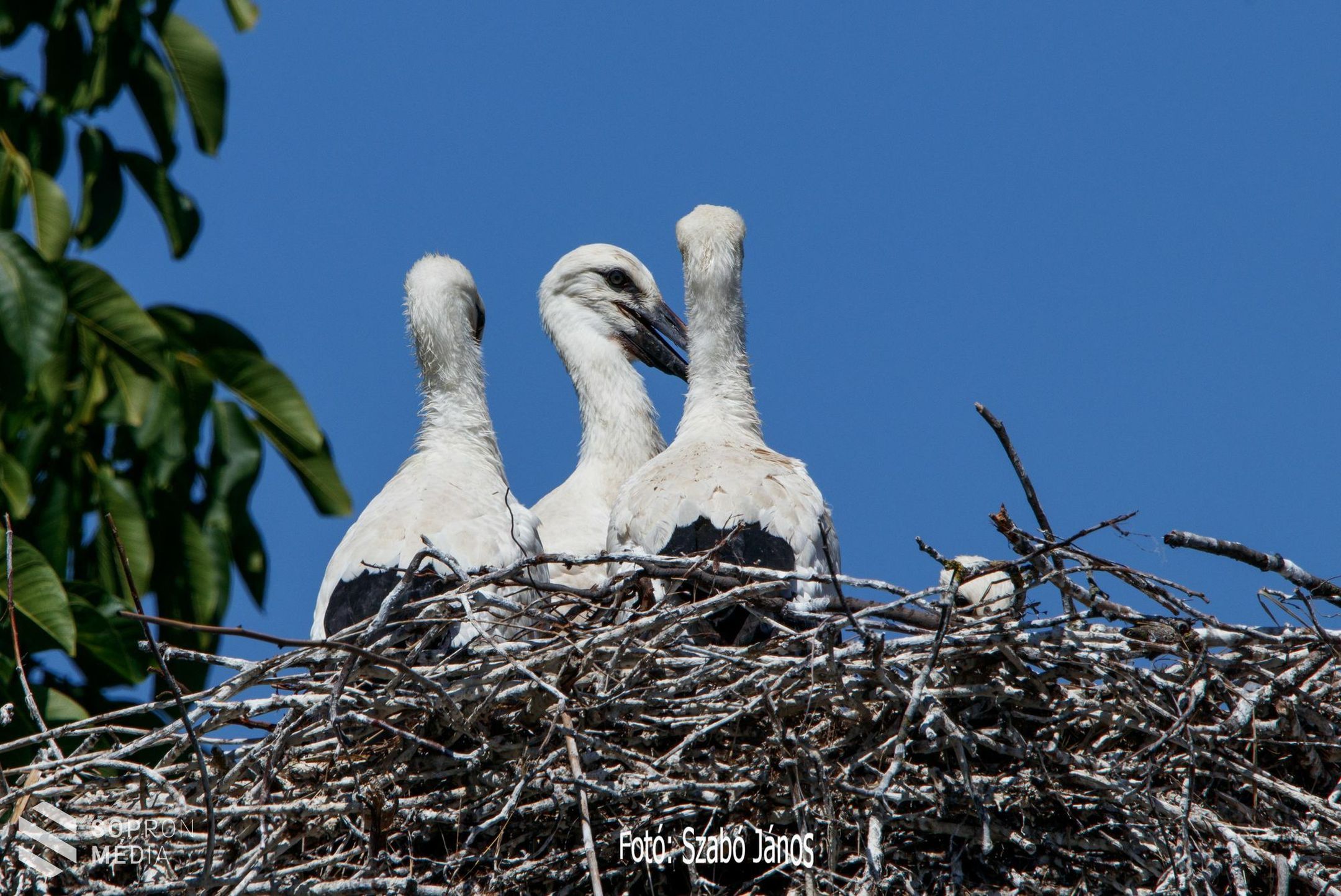 199 településen 297 fészeknél 915 gólyafióka gyűrűzésében segített az E.ON
