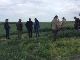 Szántóföldi Takarmánynövények Fajtabemutató 2017 - Paks