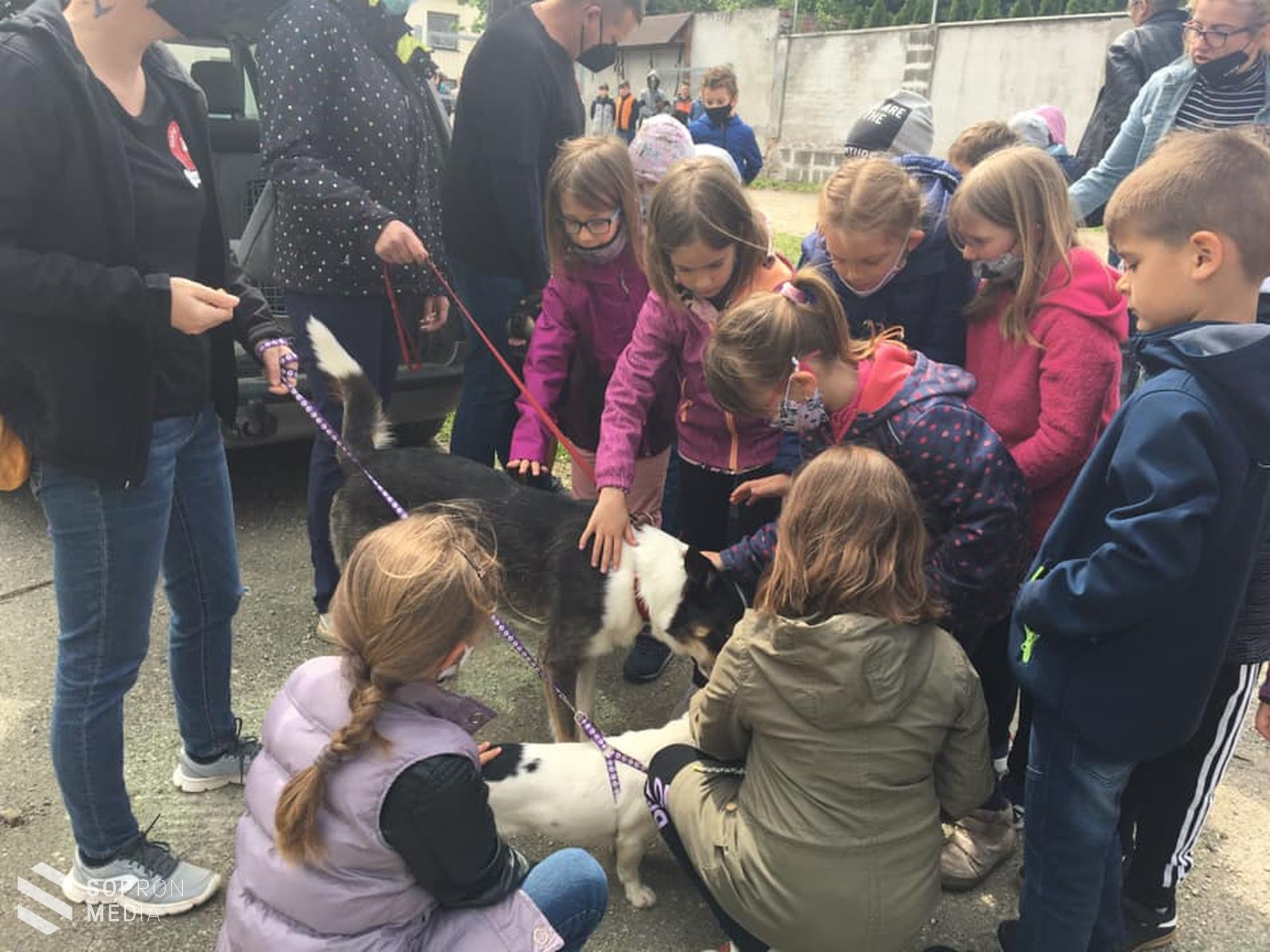 A felelős állattartásra nevelés, gyerekkorban kezdődik