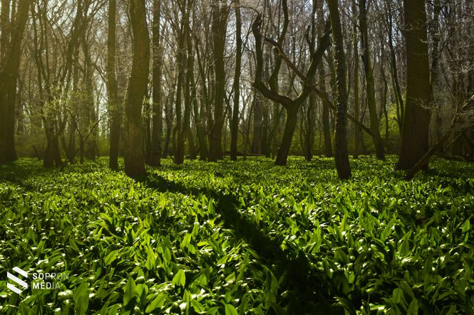 A milliószám növő medvehagyma végtelenbe nyúló élénkzöld szőnyegként ékesíti az erdők alját