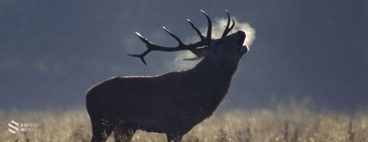 Szarvasveszélyre figyelmeztet a rendőrség