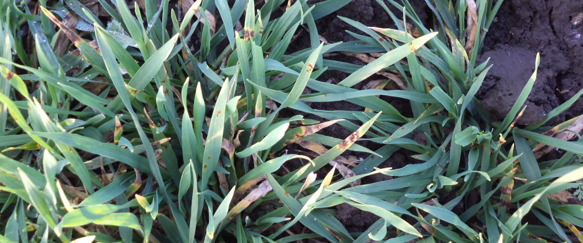Agrofil-SZMI Kft.