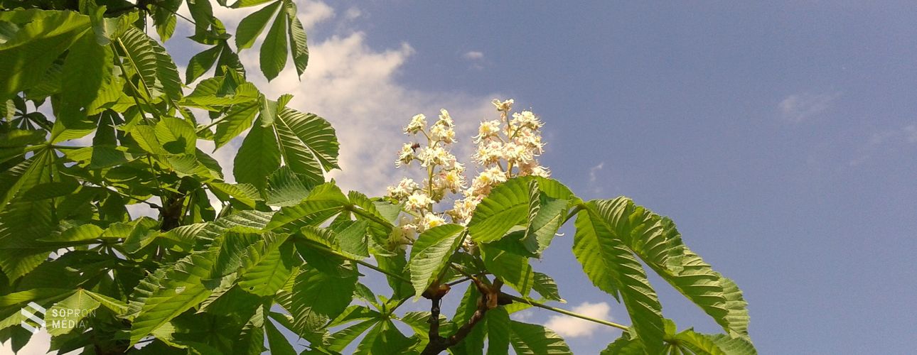 Permetezik a vadgesztenyefákat!
