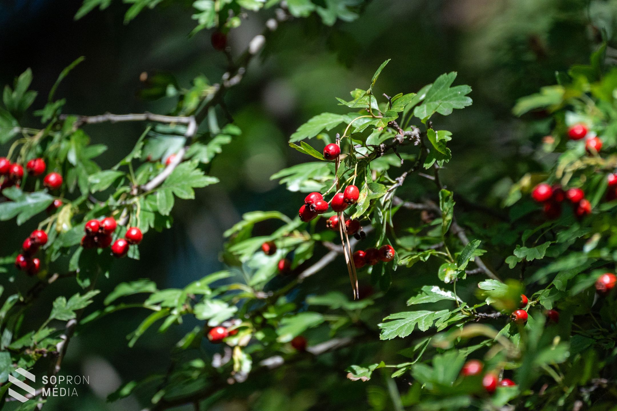 Tudták, hogy az Erzsébet-kert hazánk egyik legrégebbi közparkja?
