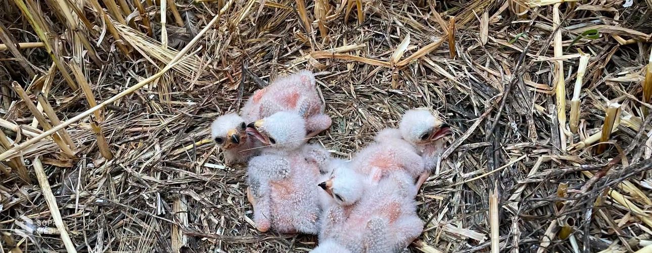 Közös védelmi munka a hamvas rétihéják védelme érdekében
