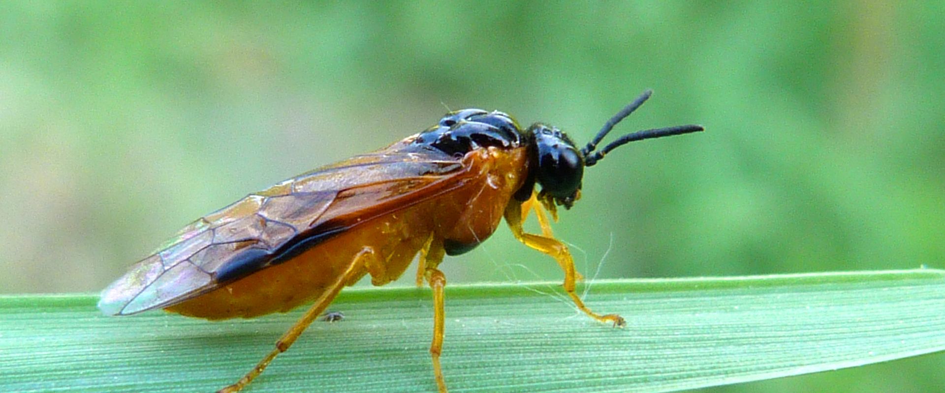 Agrofil-SZMI Kft.
