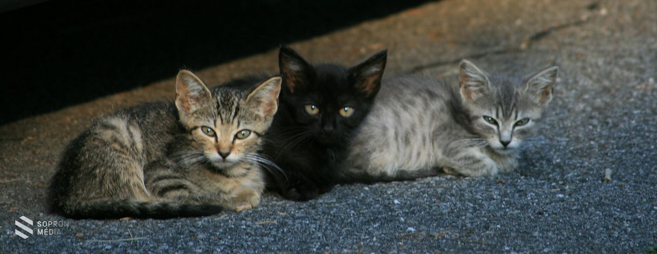 Ivartalanításban segíti a macskatulajdonosokat a soproni állatvédő egyesület