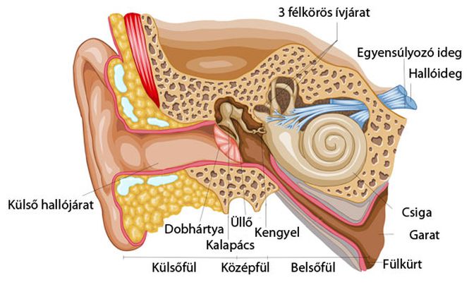 Az emberi fül szerkezete