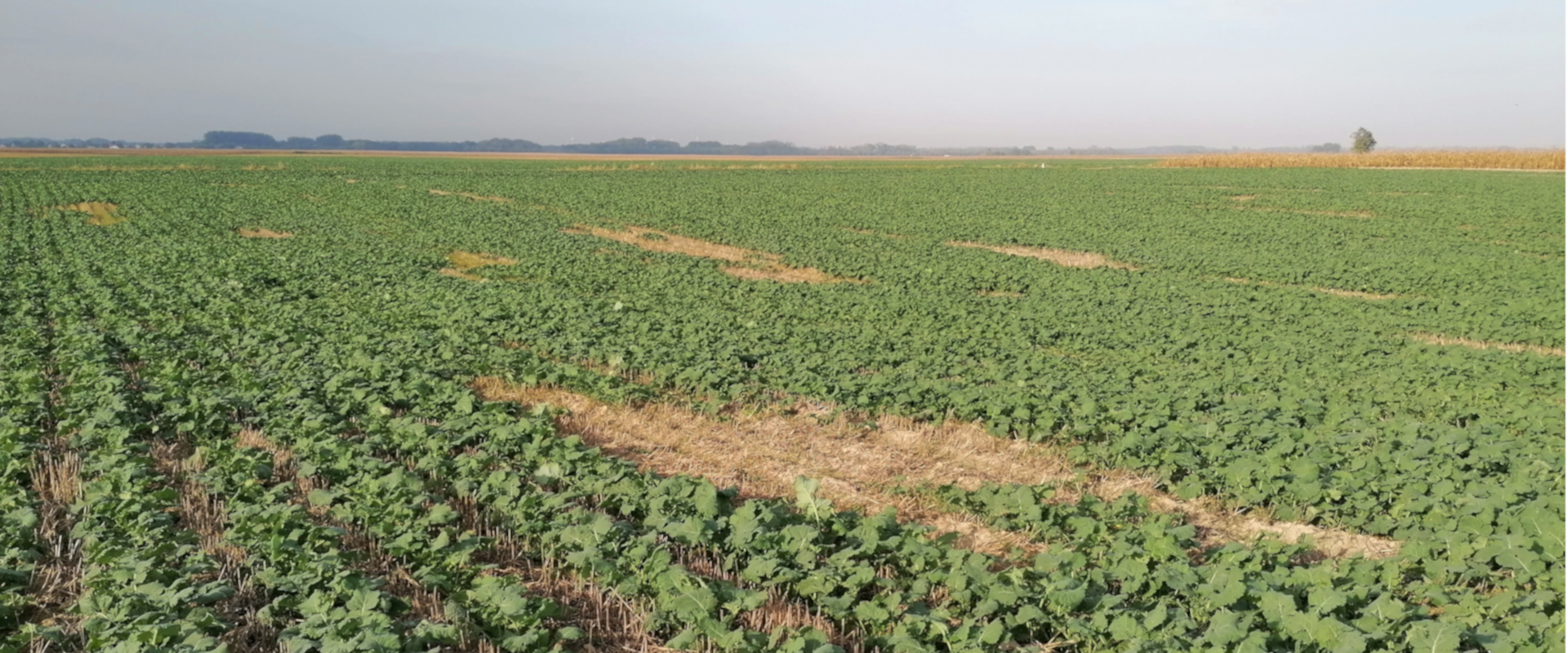 Agrofil-SZMI Kft.