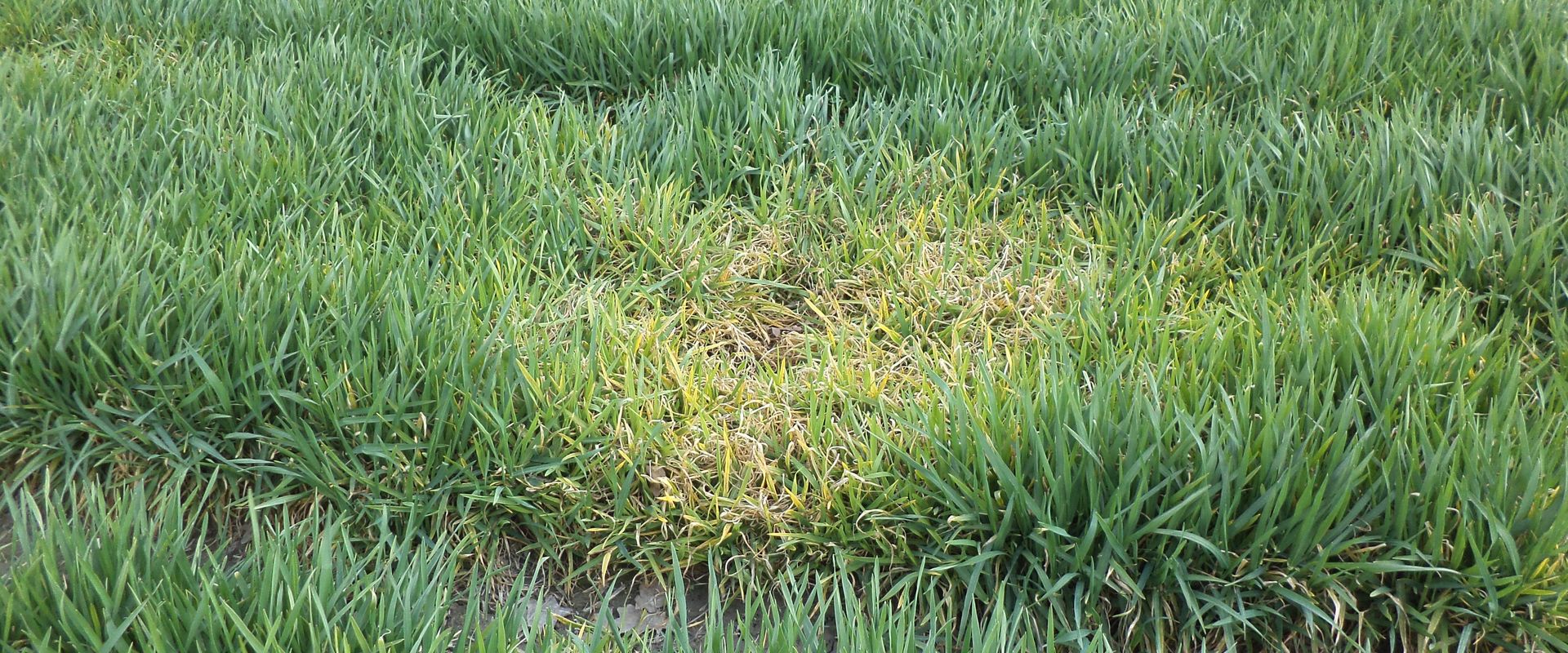 Agrofil-SZMI Kft.