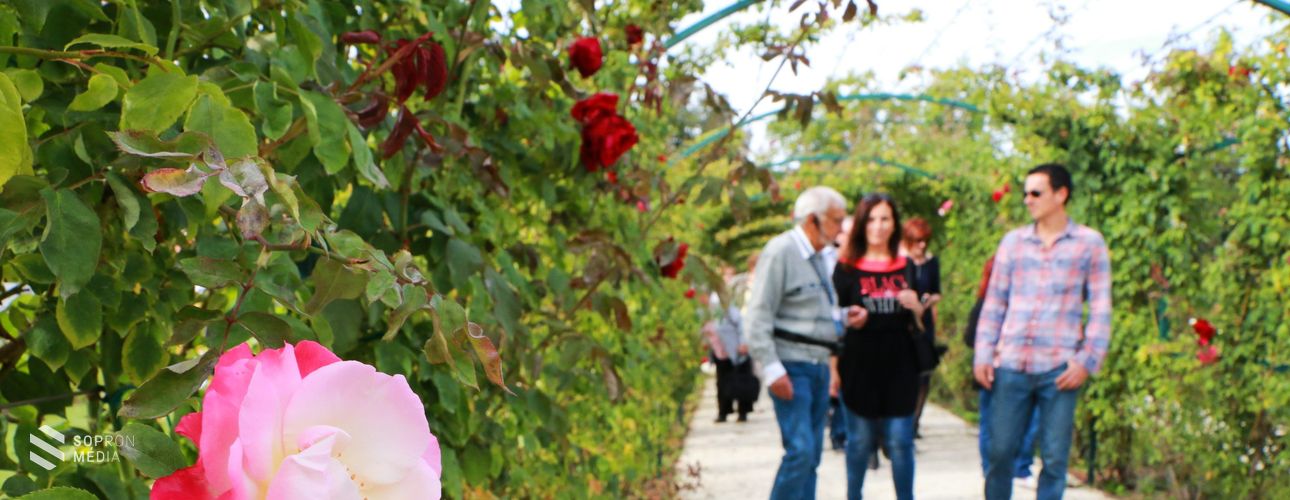  Igazán ritka parkrózsákat mutattak be Eszterházán
