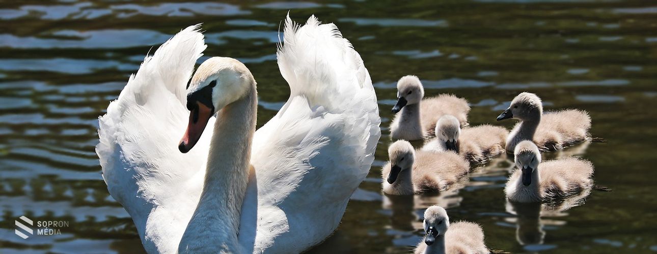Az MME ősszel is arra kéri az embereket, hogy ne etessék a vízimadarakat